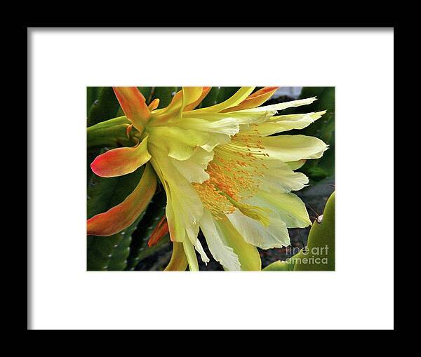 Cereus Cactus Bloom Framed Print featuring the photograph Morning Splendor by Marilyn Smith