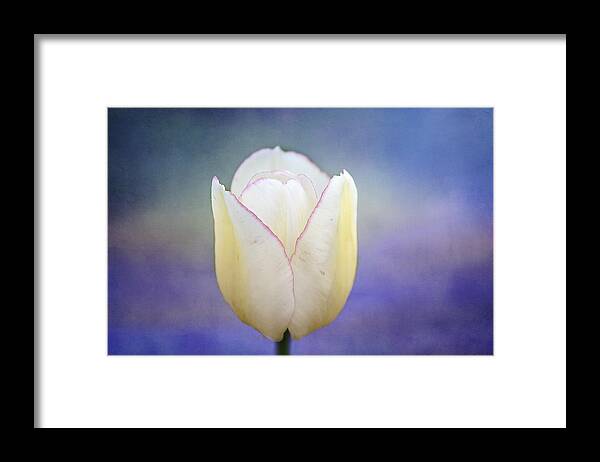 White Tulip Framed Print featuring the photograph Morning Star by Marina Kojukhova