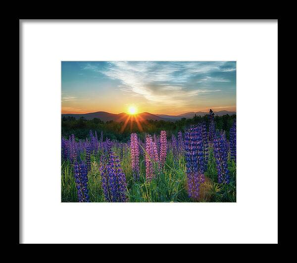 #lupines#spring#sunrise#sugarhill#newhampshire#wildflowers#fields#mountains Framed Print featuring the photograph Morning Sun by Darylann Leonard Photography
