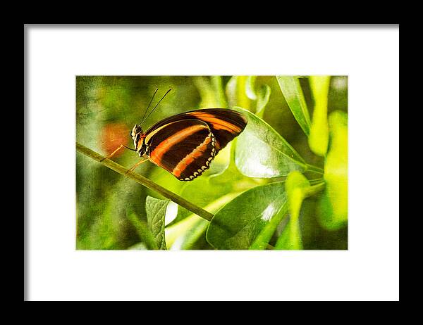 Butterfly Framed Print featuring the photograph Morning Sun by Elin Skov Vaeth