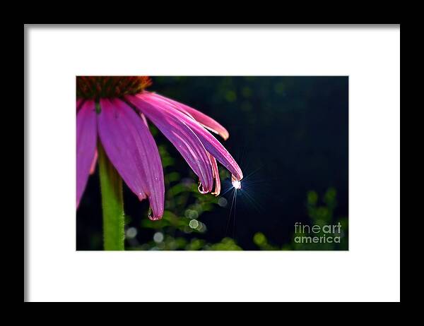Sun Framed Print featuring the photograph Morning Sun in a Dewdrop by Lila Fisher-Wenzel