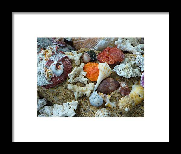 Shells Framed Print featuring the photograph Morning Treasures by Peggy King
