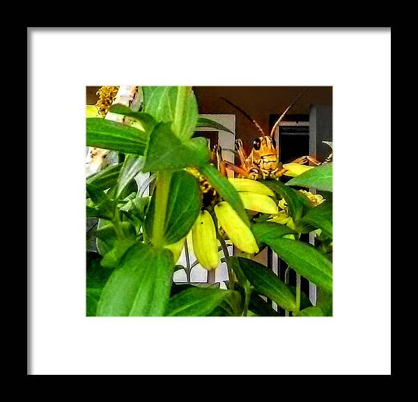 Insect Framed Print featuring the photograph Morning Visitor by Suzanne Berthier
