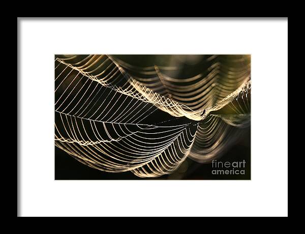 Spiderweb Framed Print featuring the photograph Morning Web by Jan Piller