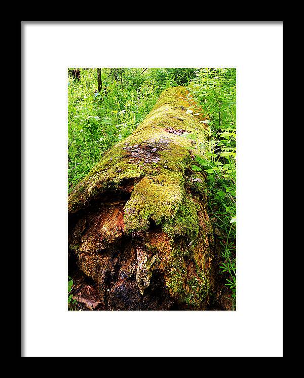 Moss Covered Log Framed Print featuring the photograph Moss Covered Log 3 by Larry Ricker