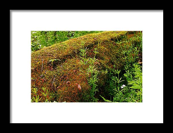 Moss Covered Log Framed Print featuring the photograph Moss Covered Log by Larry Ricker