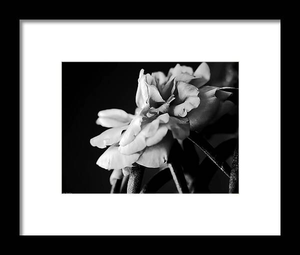 Lauren Radke Framed Print featuring the photograph Moss Rose I by Lauren Radke