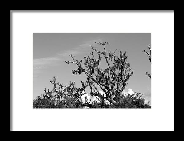 Moss Framed Print featuring the photograph Moss Tree by Beth Vincent