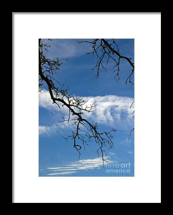 California Scenes Framed Print featuring the photograph Mossy Branches Skyscape by Norman Andrus