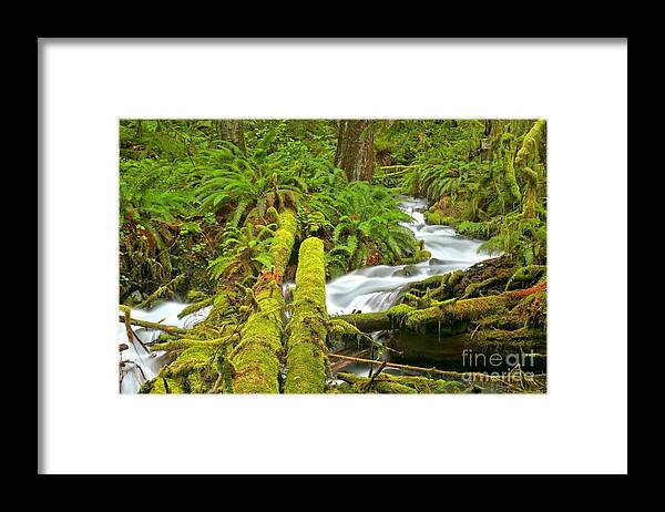 Rainforest Framed Print featuring the photograph Mossy Forest Logs by Adam Jewell