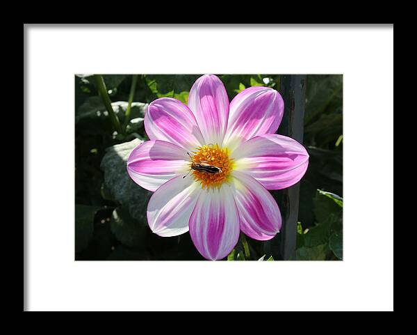 Moth Framed Print featuring the photograph Moth on a Flower - 2 by Christy Pooschke
