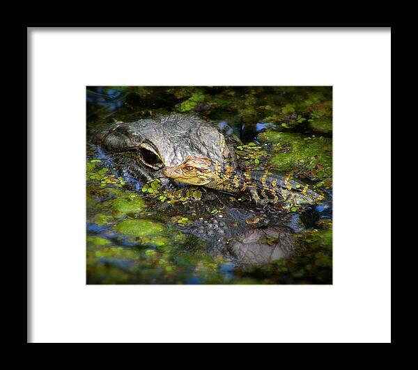 Alligator Framed Print featuring the photograph Mother And Baby by Mark Andrew Thomas