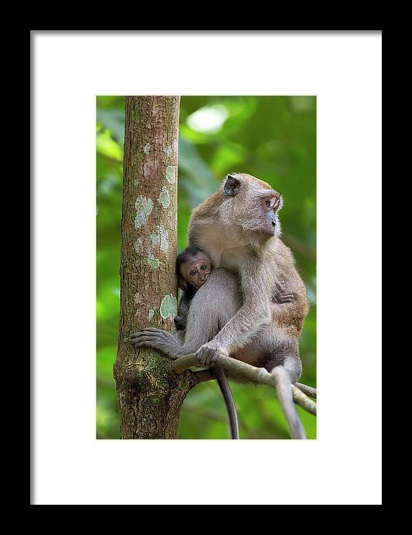 Monkey Framed Print featuring the photograph Mother and Baby Monkey by David Gn