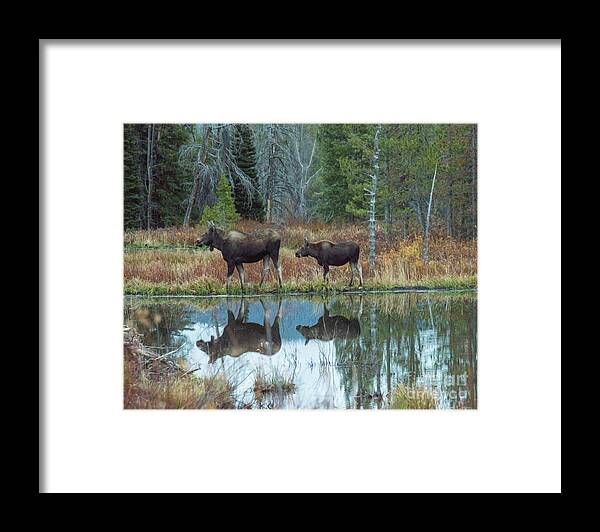 Two Moose Framed Print featuring the photograph Mother and Baby Moose Reflection by Rebecca Margraf