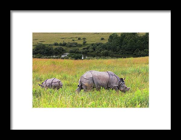 Cumberland Framed Print featuring the photograph Mother and Baby Rhinos by Tom Mc Nemar