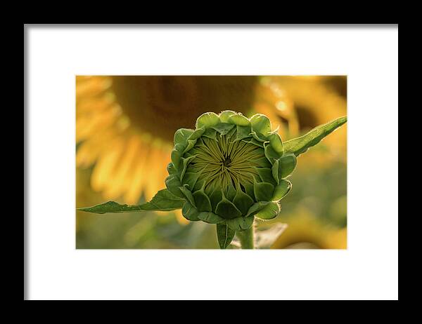 Sunflower Framed Print featuring the photograph Mother and Child by Holly Ross