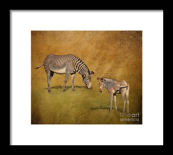 Zebras Framed Print featuring the digital art Mother and Child by Jayne Carney