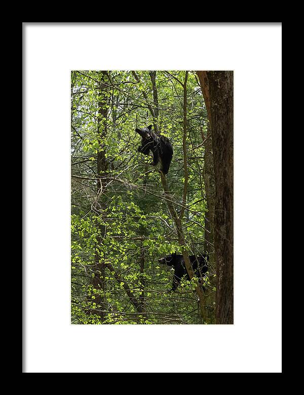 Bear Framed Print featuring the photograph Mother and cub eating in a tree together by Dan Friend