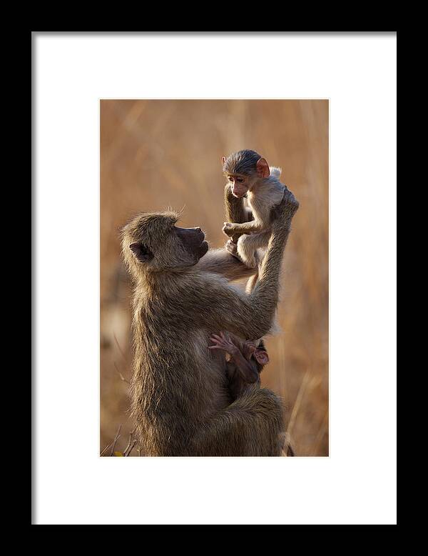 Africa Framed Print featuring the photograph Mother baboon lifts child by Johan Elzenga