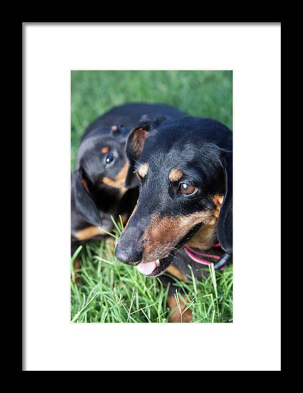 Bubbles Framed Print featuring the photograph Mother Dachshund and Puppy by SR Green