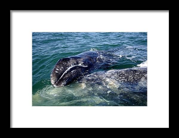 Grey Whale Framed Print featuring the photograph Mother Grey Whale and baby calf by David Shuler