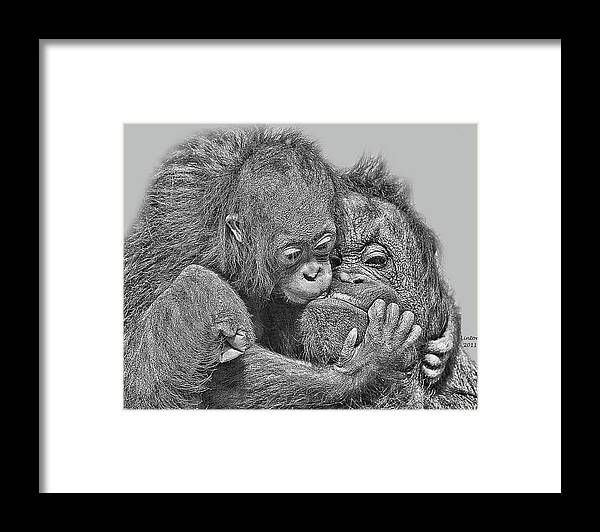Orangutans Framed Print featuring the digital art Mother Love by Larry Linton