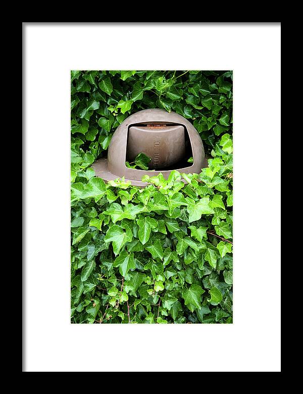 Ivy Framed Print featuring the photograph Mother Nature Most Always Wins by Mary Lee Dereske