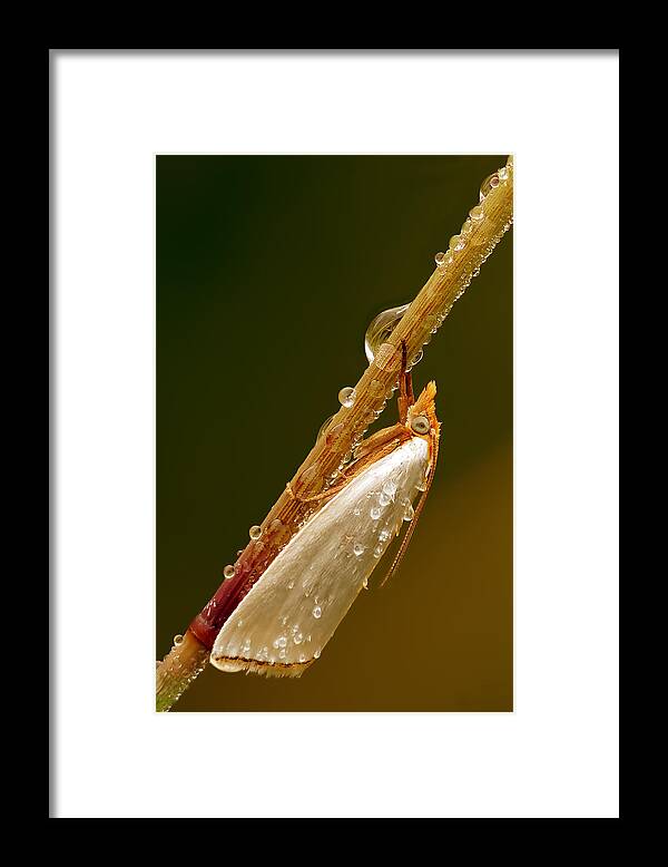 Macro Framed Print featuring the photograph Mother-of-Peal Moth by Robert Charity