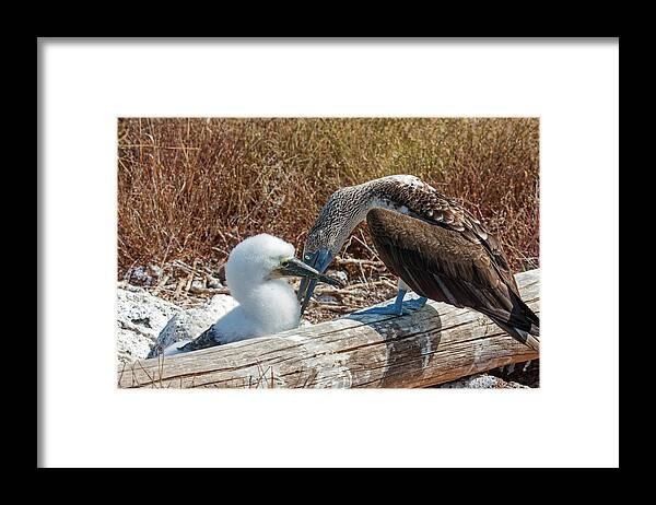 Blue-footed Boobies Framed Print featuring the photograph Mother Preening Chick by Sally Weigand