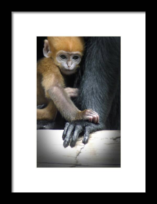 Baby Framed Print featuring the photograph Motherhood - Primate by DArcy Evans