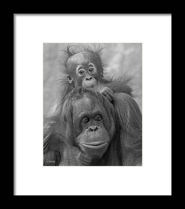 Orangutan Framed Print featuring the photograph Motherhood 14 by Larry Linton