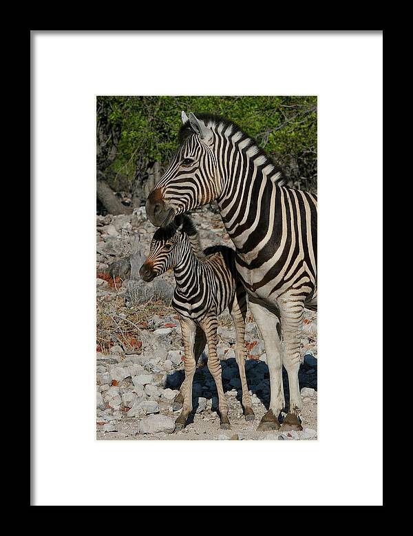 Zebra Framed Print featuring the photograph Motherly Love by Bruce J Robinson