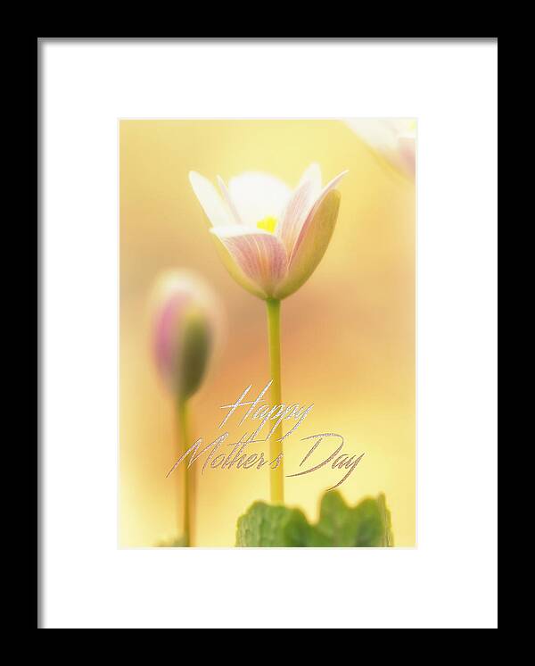 mother's Day Framed Print featuring the photograph Mother's Day Greeting Card - Bloodroot Wildflower by Carol Senske