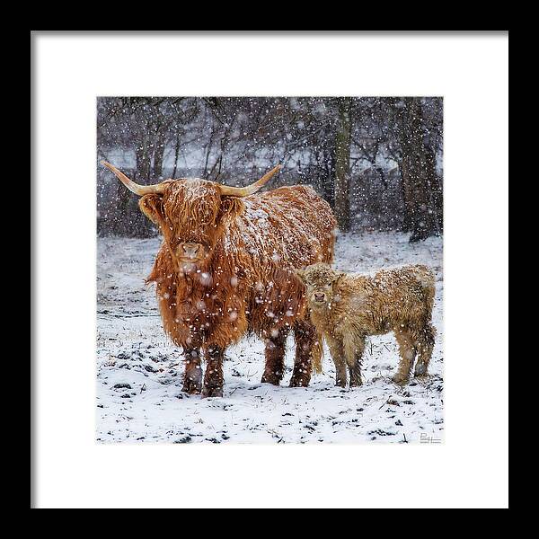Scottish Highland Cow Coo Coos Cattle Longhorn Snow Pasture Wisconsin Wi Winter Framed Print featuring the photograph Mother's Love - Scottish Highland cow and calf in snowy pasture by Peter Herman