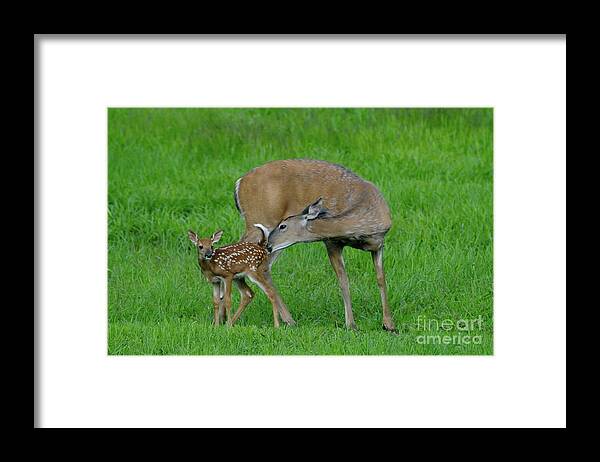 Deer Framed Print featuring the photograph Mother's Love by Sandra Updyke