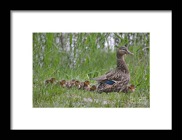 Duck Framed Print featuring the photograph Mother's March by Vivian Martin