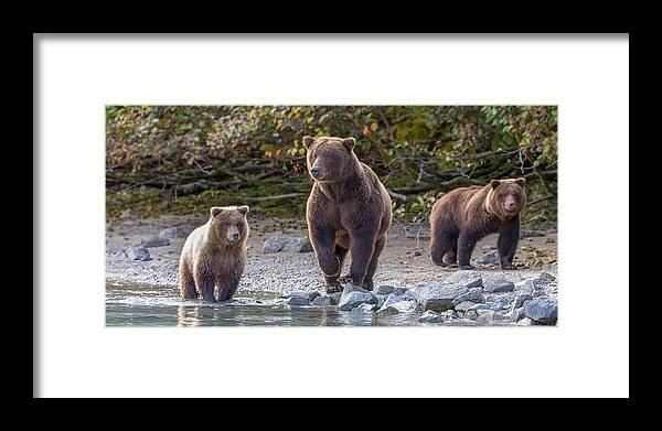 Porcupine Framed Print featuring the photograph Mother's Watch by Kevin Dietrich