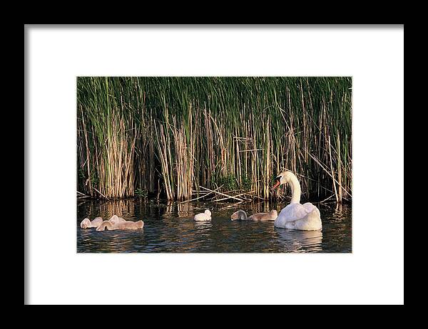 Swan And Cygnets Framed Print featuring the photograph Mothers watchful eye by W Jeff Gorecki
