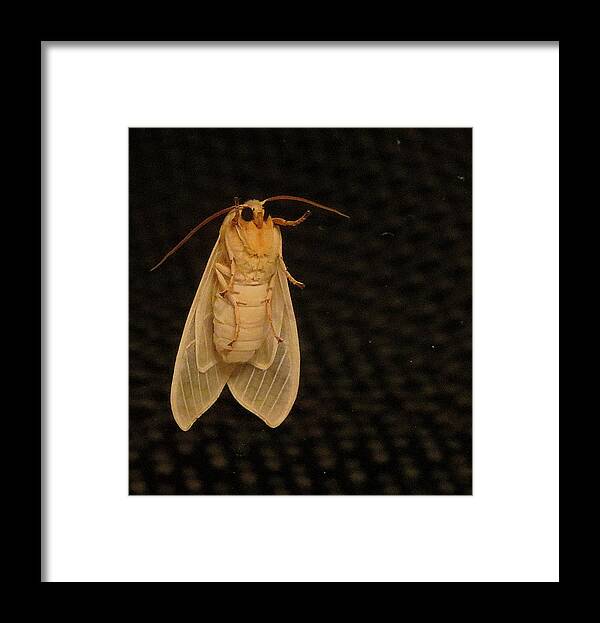 Moth Framed Print featuring the photograph Mothra by Linda Stern