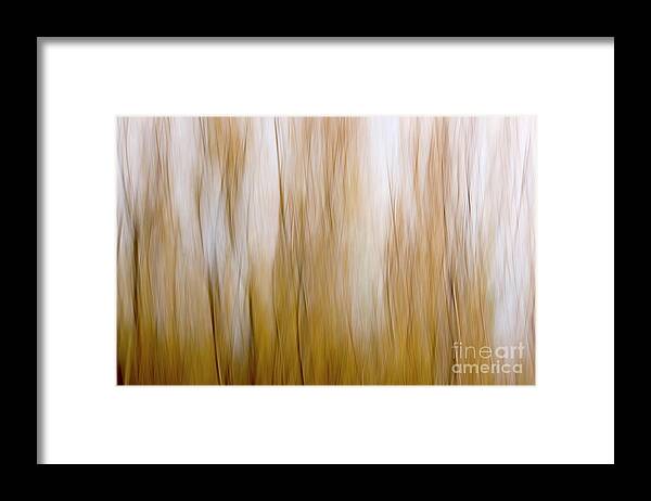 Motion Framed Print featuring the photograph Motion blurred trees 1 by Vladi Alon