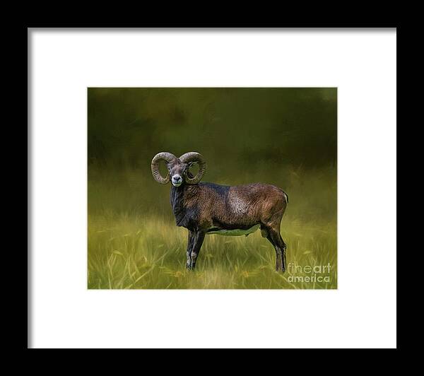 Mouflon Framed Print featuring the photograph Mouflon by Eva Lechner
