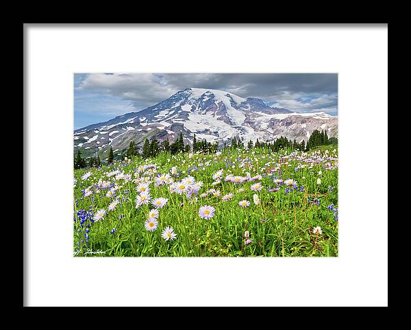 Alpine Framed Print featuring the photograph Mount Rainier and a Meadow of Aster by Jeff Goulden