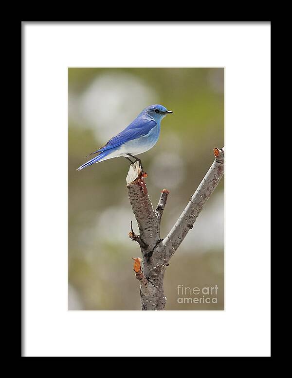 Mountain Bluebird Framed Print featuring the photograph Mountain Bluebird in Colorado by Natural Focal Point Photography