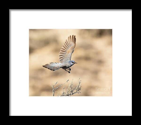 Bird Framed Print featuring the photograph Scrub Jay in Flight by Dennis Hammer