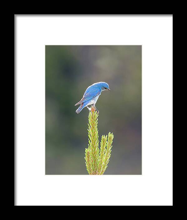 Loree Johnson Photography Framed Print featuring the photograph Mountain Bluebird by Loree Johnson