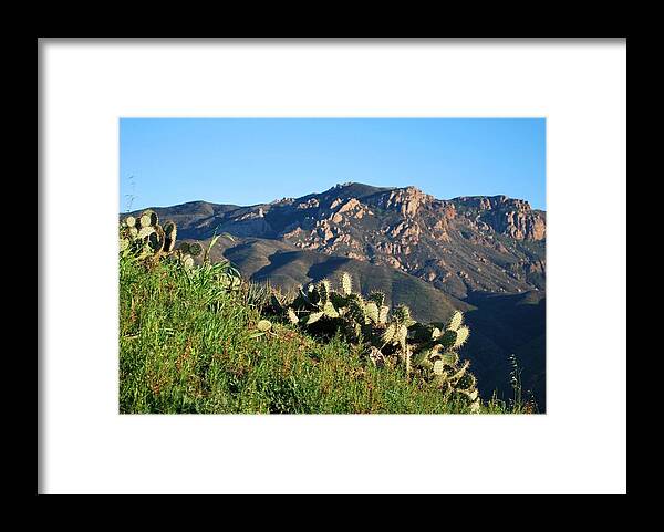 Tree Framed Print featuring the photograph Mountain Cactus View - Santa Monica Mountains by Matt Quest