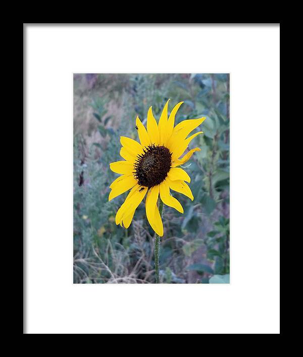 Beautiful Framed Print featuring the photograph Mountain Daisy by Rob Hans