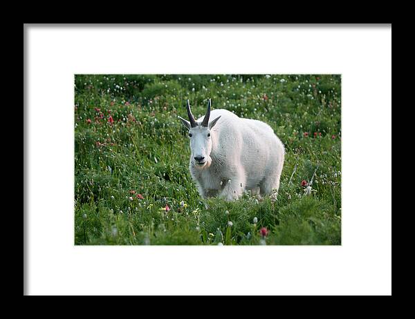 Mountain Goat Framed Print featuring the photograph Mountain Goat and Wildflowers by Brett Pelletier