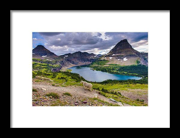 Glacier National Park Framed Print featuring the photograph Mountain Goat Haunt by Adam Mateo Fierro