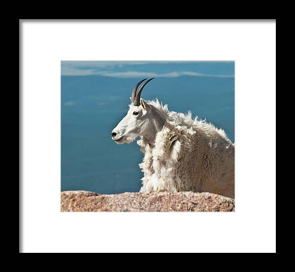Mountain Goat Framed Print featuring the photograph Mountain Goat King of Mount Evans by Harry Strharsky